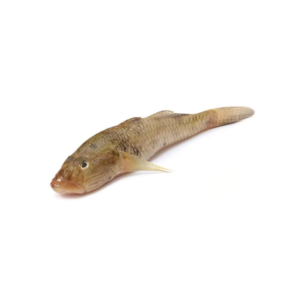 Bele Fish Per Kg 1200 Taka (Size Per Kg 6-7 Pcs)