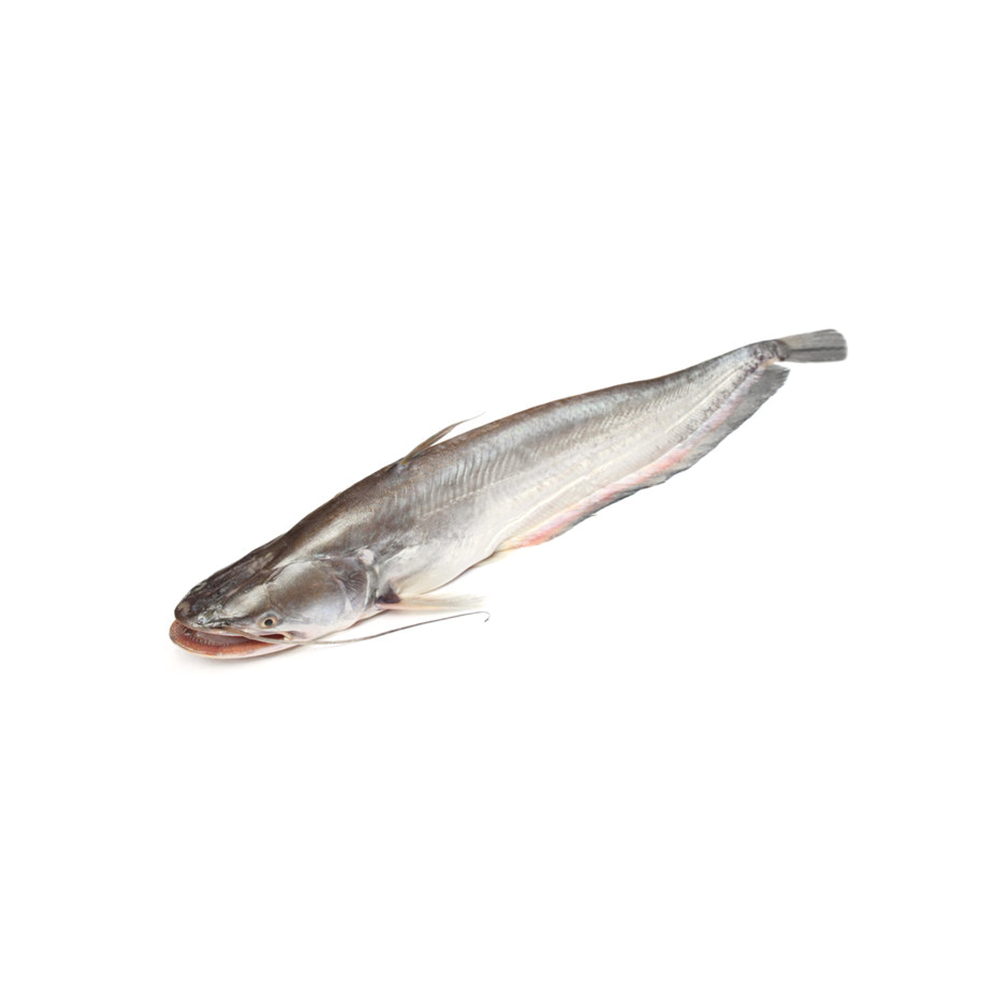 Boyal Fish Per Kg 1100 Taka ( Size 4-6 Kg)
