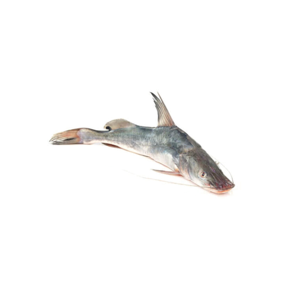 Iyer Fish (2-4 Kg Size)(1550 Taka Per Kg)