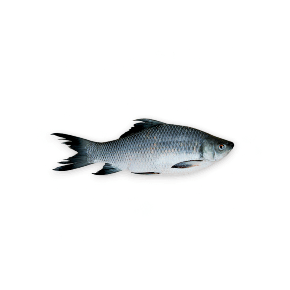 Kalibaus Fish (1-2 Kg Size)(1000 Taka Per Kg)