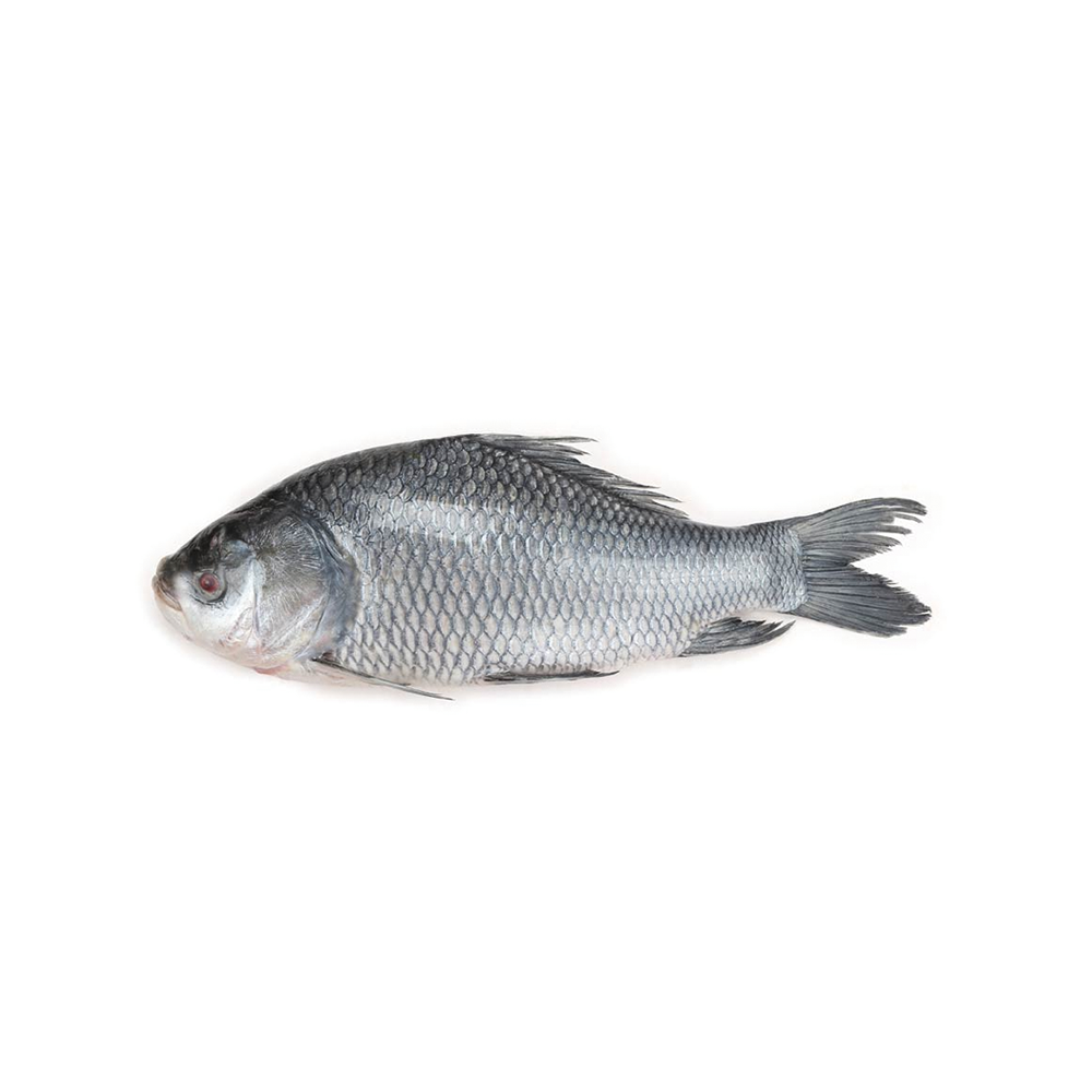 Katol Fish (3-4 Kg Size)(750 Taka Per Kg)