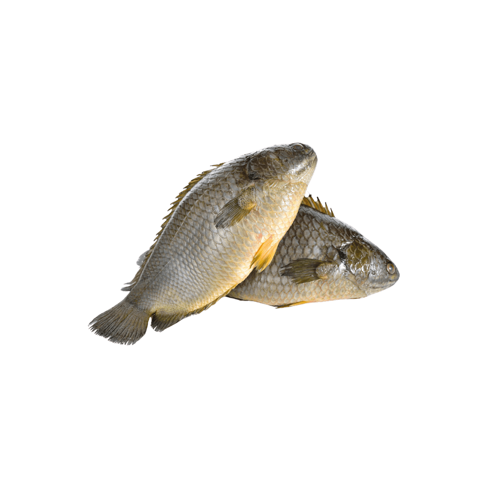 Koi Fish Per Kg 1650 Taka