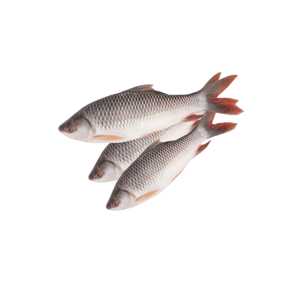 River Rui Fish (2-3.5 Kg Size)( Per Kg 750 Taka)
