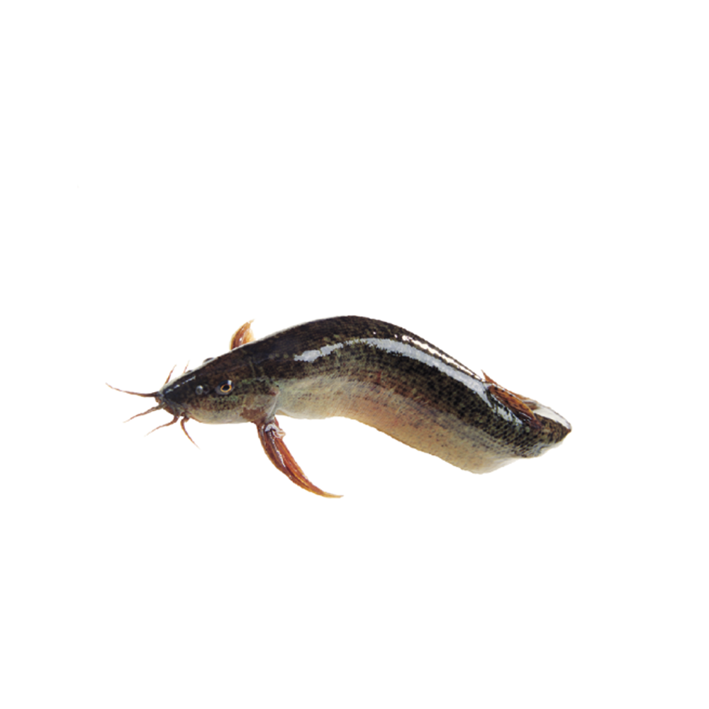 Shing Fish Per Kg 1350 Taka