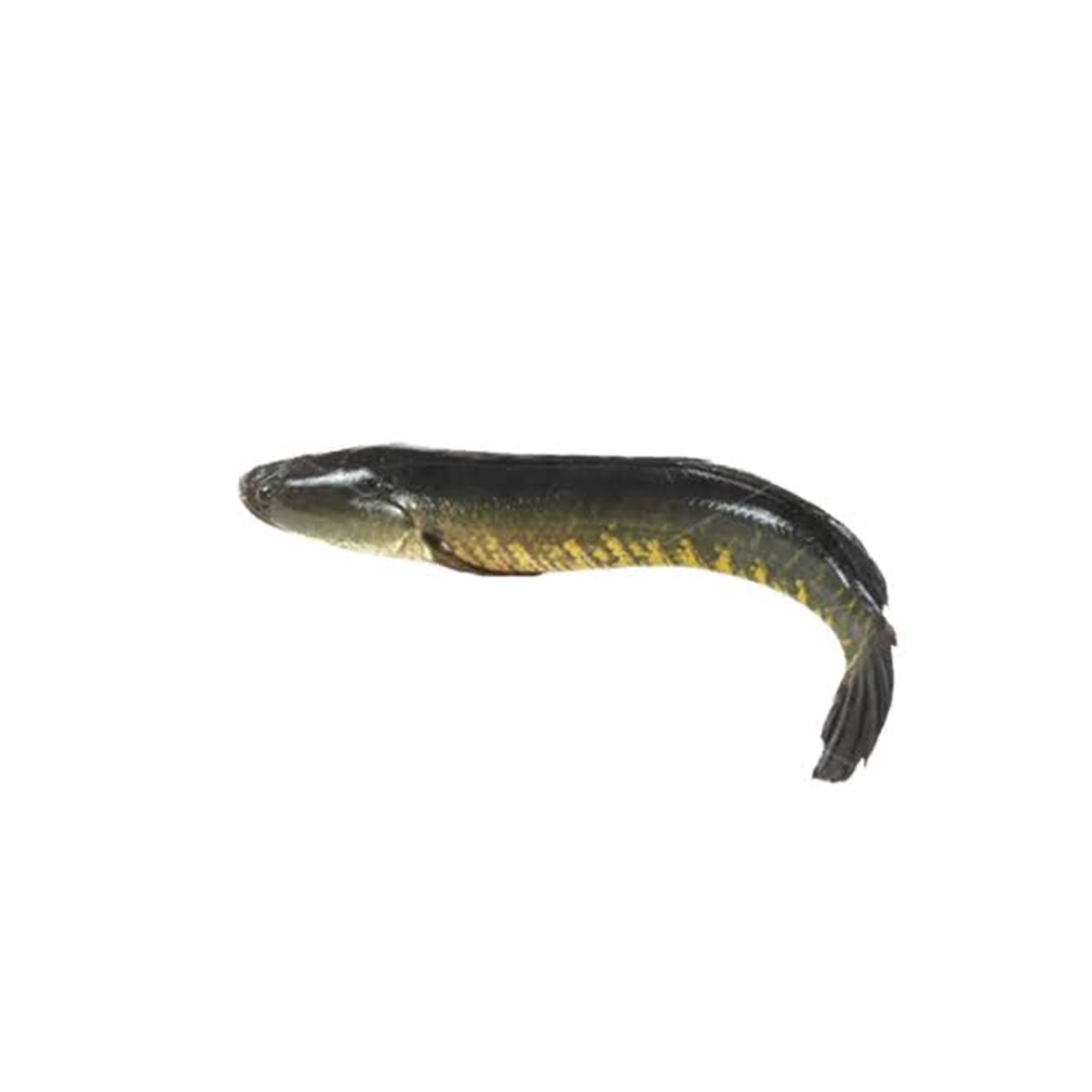 Taki Fish 750 Taka Per KG